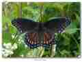 Limenitis arthemis astyanax (hyrid with archippus,live 2) (Internet Image property of respective owner, non-commercial use only)